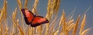 mariposa